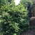 Large rounded shrub.