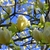 Tree with emerging leaves & pale yellow goblet-shaped flowers.