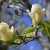 Magnolia x brooklynensis 'Lois' upclose frost resistant flower