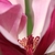 Inside light pink petals pf flower