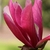 Outside dark pink petals of flower