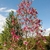 Form of the tree
