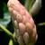 Fruits forming