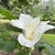 Large solitary many-petaled flower with stamens and carpels.
