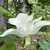 Large solitary many-petaled flower