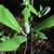Large leaves with auriculate bases.