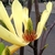 Magnolia 'Butterflies'