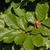 Magnolia denudata