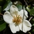 creamy white flowers 6 tepals