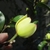 Lemon yellow petals with reddish tips - bud about to bloom.