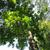 Magnolia fraseri