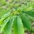 Magnolia fraseri