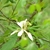 Single large white flower borne on leafy branches.