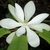 Large white flower with many tepals.
