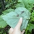 hand turning a leaf over to reveal the glaucous underside.
