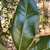 Magnolia grandiflora 'Hasse'