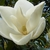 Magnolia grandiflora