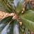 Magnolia grandiflora 'Hasse'