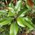 'Brackens Brown Beauty' Leaf