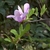 Open saucer like flower with branch with lenticels.