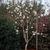 Magnolia x loebneri