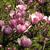 Magnolia x soulangiana