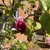 Magnolia soulangeana x liliflora 'Genie'
