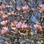 Pink Saucer Magnolia