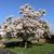 Magnolia x soulangiana