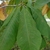 Magnolia tripetala