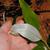 Under Leaf