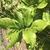 'Ann' leaves, spring, Durham County, NC