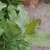 Simple leaves.