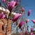 Large pink, tulip-shaped flowers on bare branches.