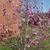 Shrub with large pink, tulip-shaped flowers on bare branches.