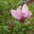 Large pink, tulip-shaped flowers on bare branches.