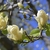 Tree with emerging leaves & pale yellow goblet-shaped flowers.