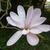 Magnolia x loebneri "Leonard Messel'