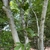 Magnolia x loebneri "Leonard Messel'