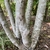 Magnolia x loebneri "Leonard Messel'