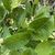 Magnolia x leobneri 'Spring Snow'