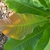 Leaf Closeup - Buncombe Co., NC