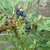Round purple-blue berries