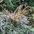 Compound leaves with reddish new growth