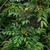 Green compound leaves
