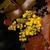 Mahonia aquifolium