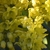 Yellow blossoms with six waxy petals , six sepals