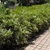 Shrubs planted as a hedge