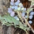 Round blue berries