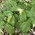 Maianthemum racemosum